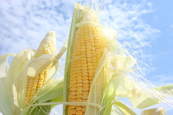 Fresh corn growing in a field