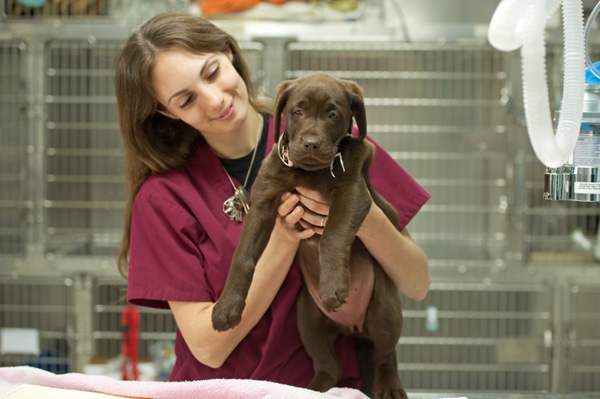 Dog at the vet