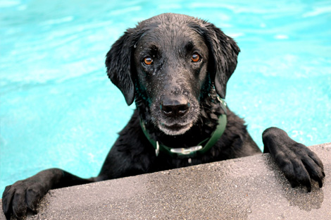 Happy dog in pool