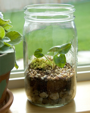 terrarium