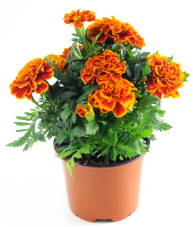 Marigold