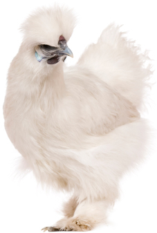 Silky chicken