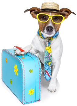 Tourist dog