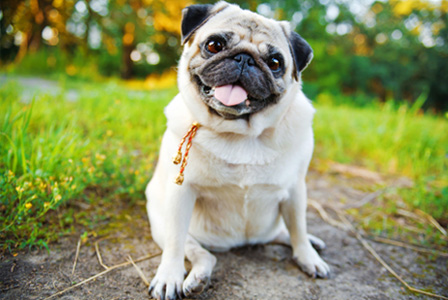 Pug