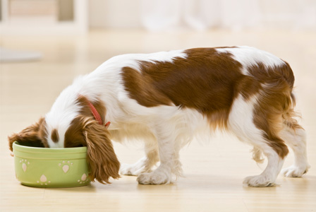 Feeding Puppies on To Feed Or Not To Feed  That S Not Really The Question  When To Feed