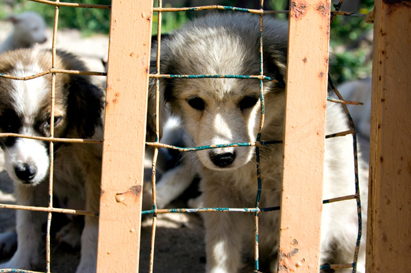Sad dogs from breeder