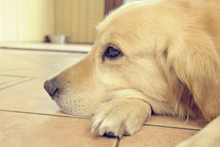 Sad dog
