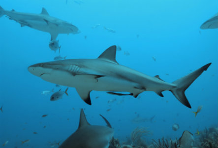 Sharks