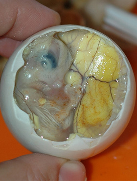 Balut
