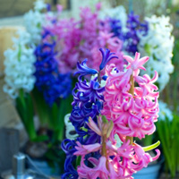 Hyacinth