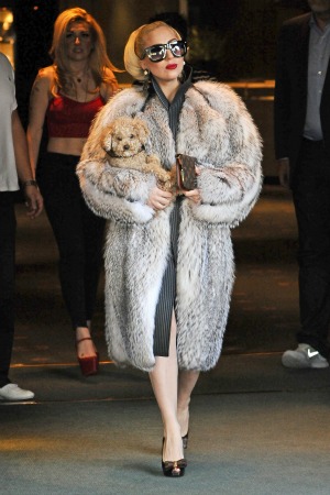 Fur Lady Gaga