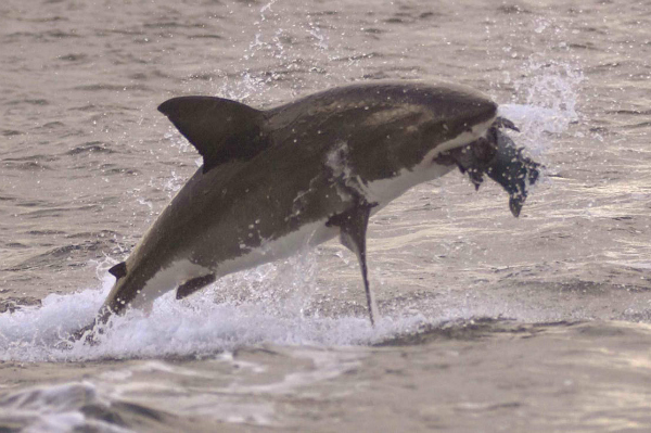 Great White Shark During Filming of Dark Tide in South Africa
