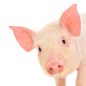 Piglet