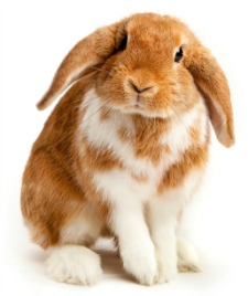 Bunny