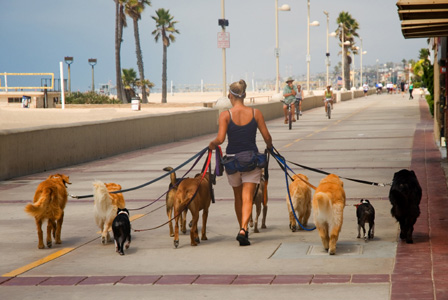 Dog walker