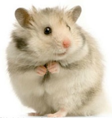Hamster