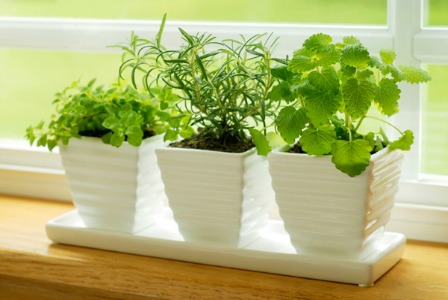 Herb garden