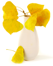 Leaf in vase