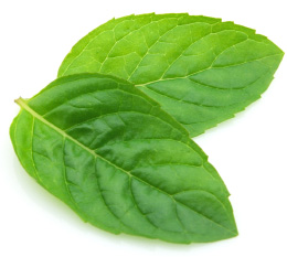 peppermint