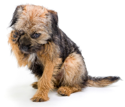 Itchy puppy