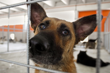 Sad dog in animal shelter