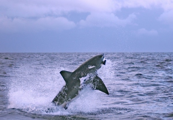 Shark Week