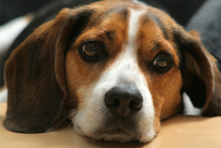 Sick dog