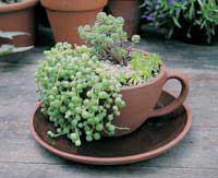 Garden Artisans ~ Tea Cup and Saucer Planter