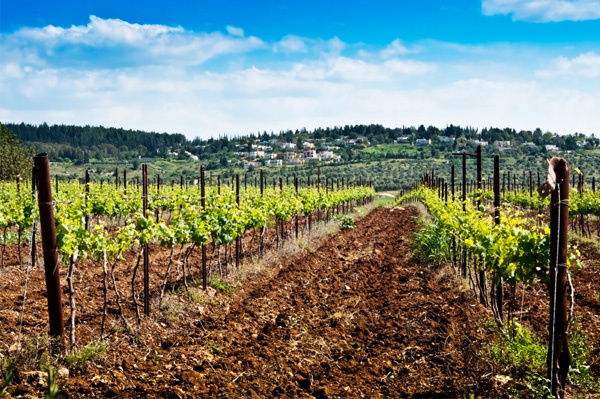 Vineyard in Israel