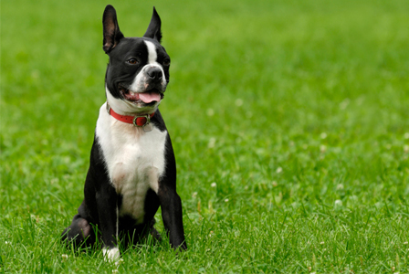 Boston Terrier