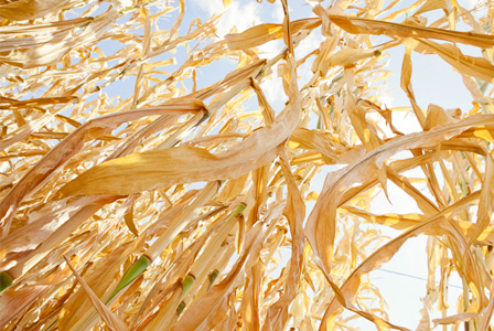 Corn crop in drought