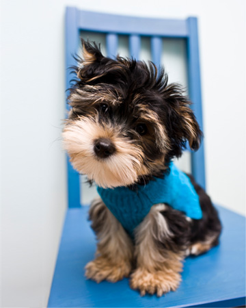 Cute puppy on chair