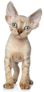 Devon rex cat