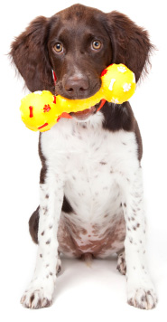 dog toy