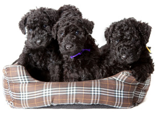 Kerry blue terrier