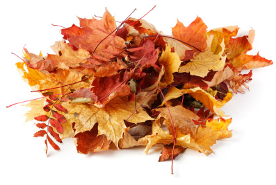 Leaves