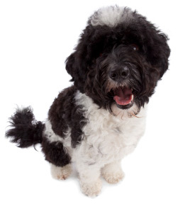 Portuguese Water Dog