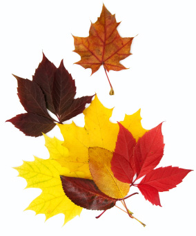 fall leaves