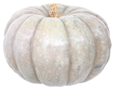 White pumpkin