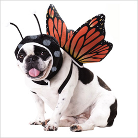 Cute Halloween Costumes on Places To Get Cute Halloween Costumes For Pets Butterfly Jpg