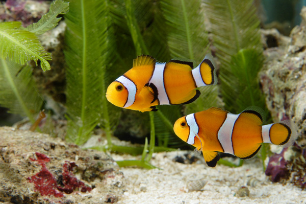 Can you handle a saltwater aquarium?