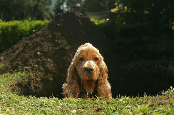 Cocker spaniel digging