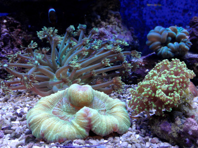 Coral in saltwalter tank