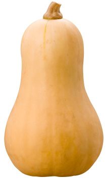 butternut squash
