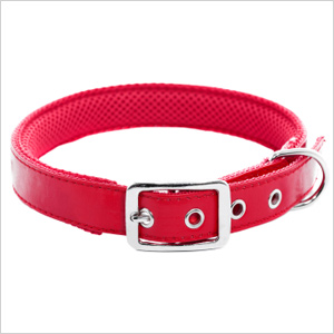 dog collar