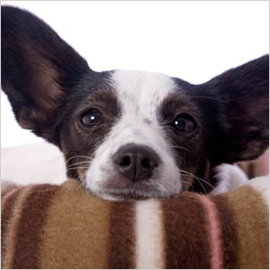 Doggie in blanket