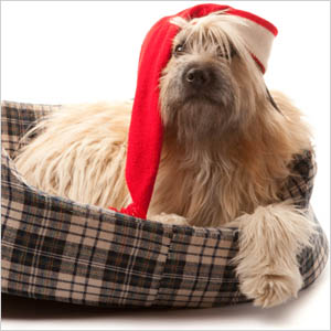 Dog in bed