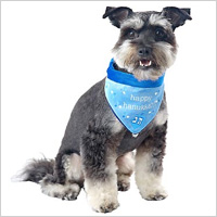 Holiday Hanukkah Bandana