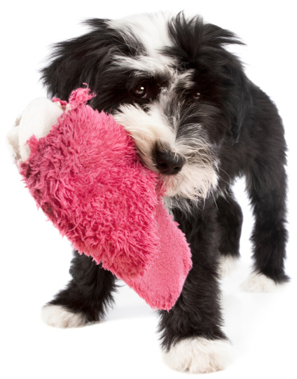 puppy eating slipper