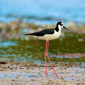 Birding in Puerto Rico